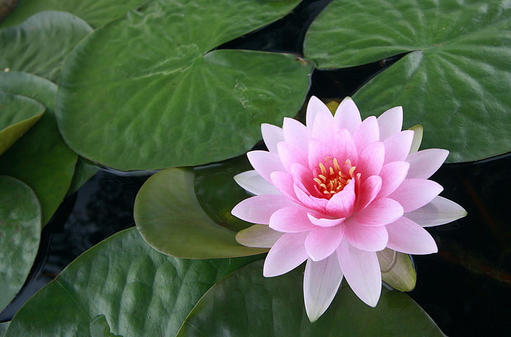 rosa lotusblomma, näckros, vatten, löv, damm, HD tapet