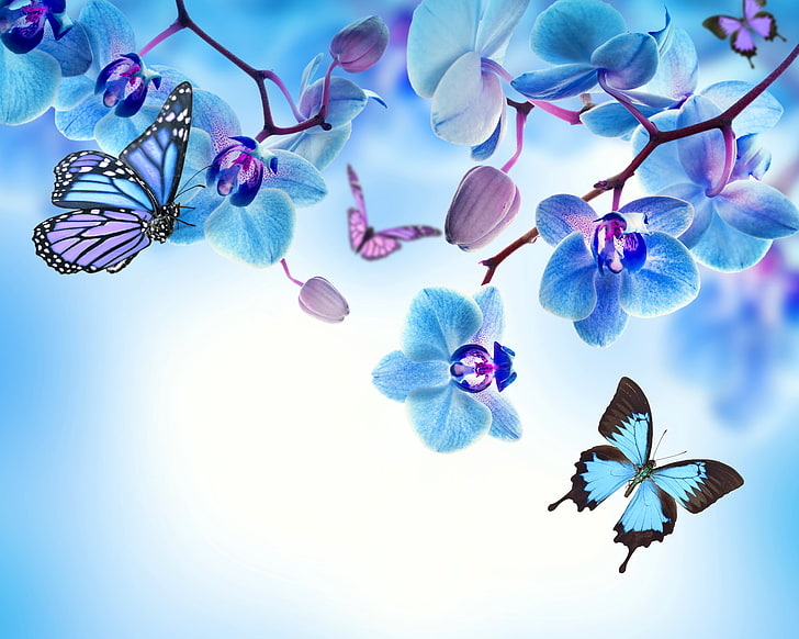illustration de la plante en fleur bleue, papillon, fleurs, orchidée, bleu, belle, papillons, Fond d'écran HD