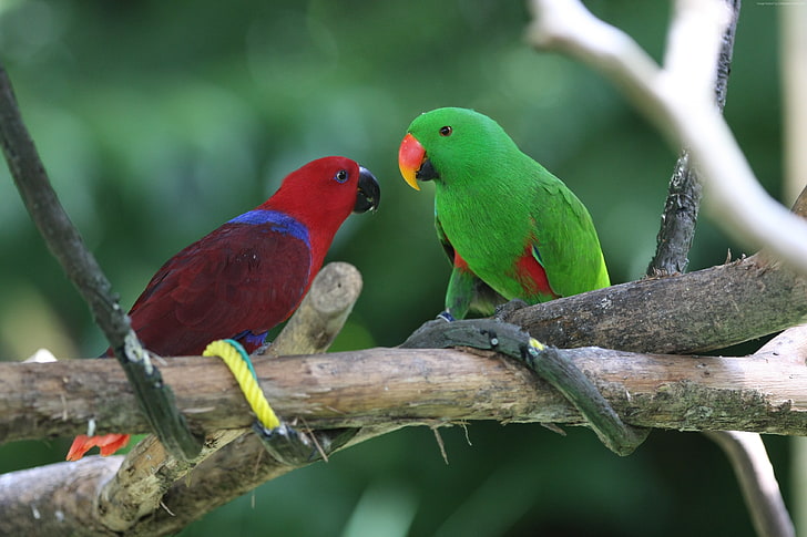 branch, Antilles island, red, nature, animal, tourism, green, Amazon parrot, bird, HD wallpaper