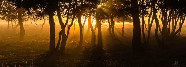 silhouette of forest trees behind sunset, fairytale forest, silhouette, sunset, fairyland, dawn, Pentax  K-50, Veluwe, mist, contrast, color, tree, Gold, Sunrays, enchanted  wood, nature, forest, sunbeam, sunlight, sun, morning, outdoors, light - Natural Phenomenon, landscape, fog, sunrise - Dawn, HD wallpaper