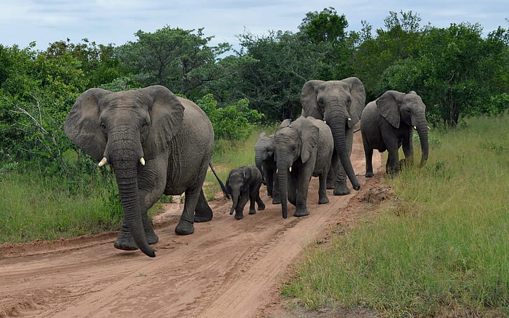 Стадо слонове HD, група слонове, животни, слон, стадо, HD тапет
