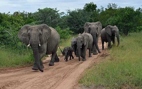 Elephant Herd HD ، مجموعة من الأفيال ، الحيوانات ، الفيل ، القطيع، خلفية HD HD wallpaper