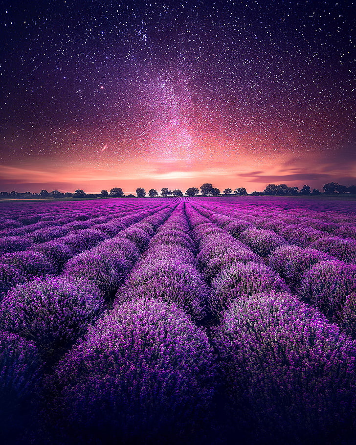 фиолетовые цветы, лепестки, поле, звездное небо, горизонт, HD обои, телефон обои