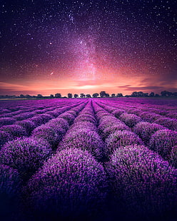 fleurs pétales violettes, lavande, champ, ciel étoilé, horizon, Fond d'écran HD HD wallpaper