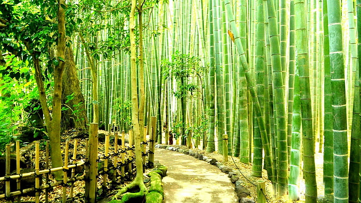 Bambú HD fondos de pantalla descarga gratuita | Wallpaperbetter