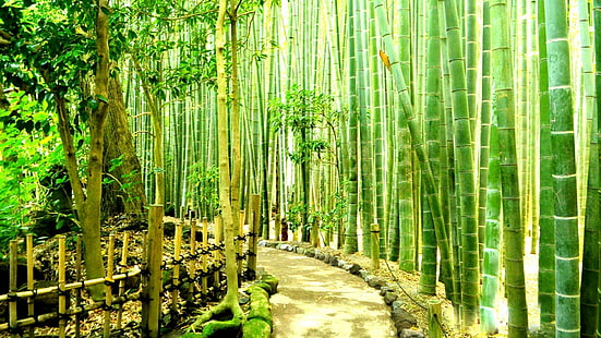 bamboo forest, green, path, bamboo, tree, forest, kamakura, japan, grove, bamboo garden, hokokuji bamboo garden, hokokuji, asia, garden, HD wallpaper HD wallpaper