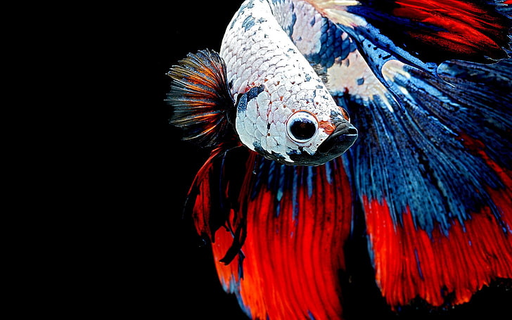 Tier, Betta, Siamesischer Kampffisch, HD-Hintergrundbild
