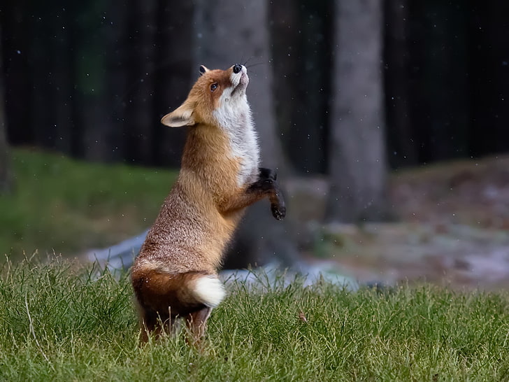 Fuchs, Säugetiere, Tiere, HD-Hintergrundbild