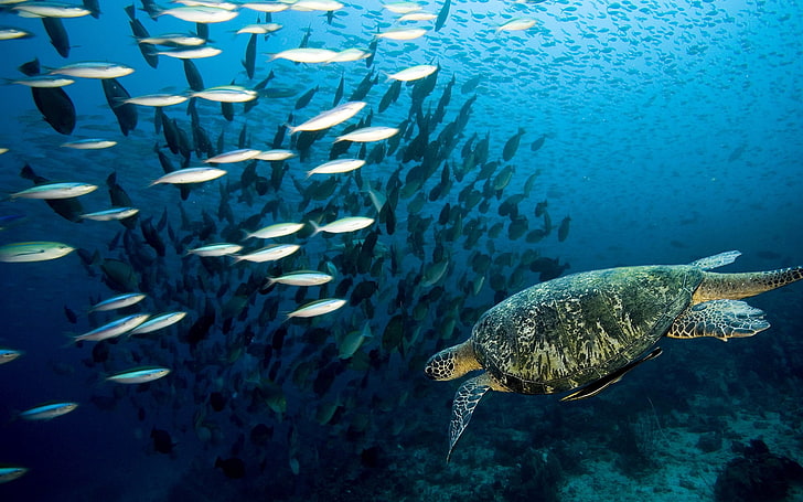 brown tortoise and school of fish, turtle, underwater, swim, fish, sea, ocean, HD wallpaper