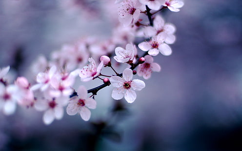 weiße und rote Blumen, Fotografie, Natur, Pflanzen, Makro, Blumen, violett, HD-Hintergrundbild HD wallpaper