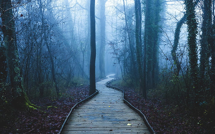 Ścieżka, drzewa, las, mgła, świt, chodnik, drzewa, las, mgła, świt, Tapety HD
