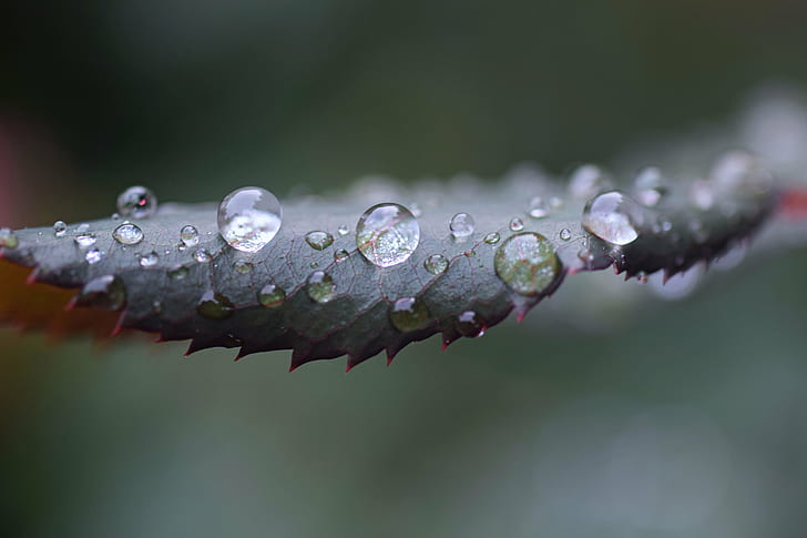 fotografía de foco superficial de hoja con agua, naturaleza, gota, rocío, planta, mojado, macro, hoja, primer plano, agua, gota de lluvia, frescura, lluvia, color verde, Fondo de pantalla HD