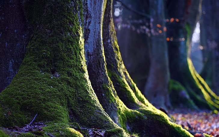 Moss Tree HD, дърво, покрито с мъх, природа, дърво, мъх, HD тапет