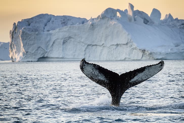 tail, iceberg, whale, greenland, HD wallpaper