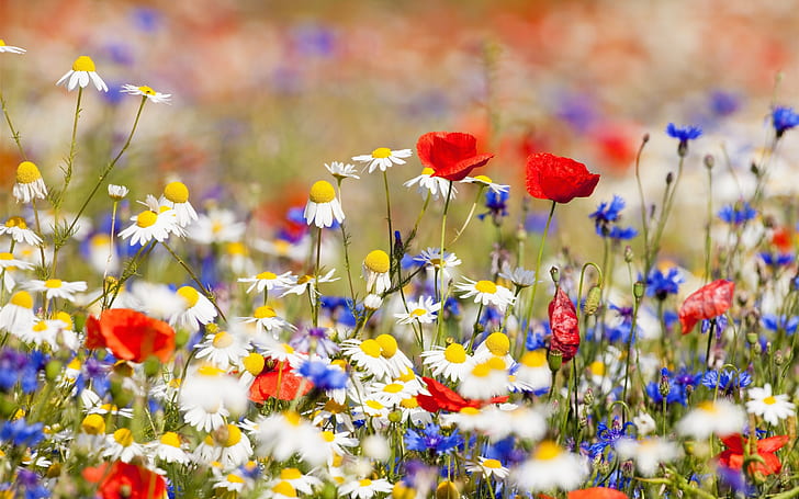 Campo de flores, manzanilla blanca, flores rojas y azules, flores, campo,  Fondo de pantalla HD | Wallpaperbetter