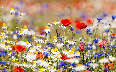 Giacimento di fiori, camomilla bianca, fiori rossi e blu, fiori, campo, bianco, camomilla, rosso, blu, Sfondo HD HD wallpaper