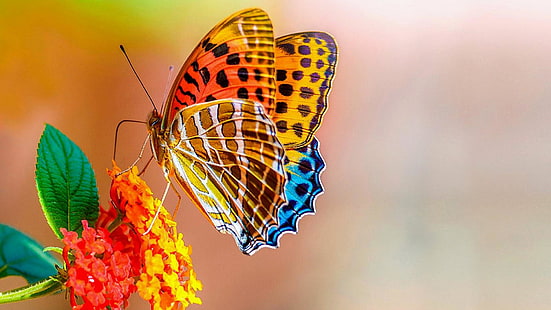 colorful, butterfly, flower, animals, HD wallpaper HD wallpaper