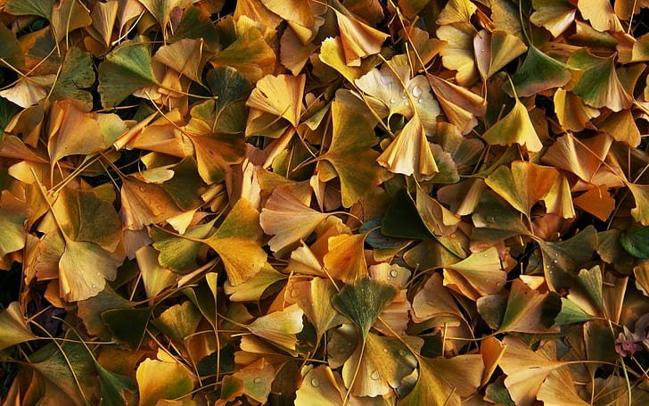 Yellow leaves, ground, dew, autumn, Yellow, Leaves, Ground, Dew, Autumn, HD wallpaper