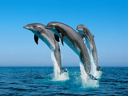Bottlenose Dolphins, picture of 3 jumping dolphins, bottlenose, dolphins, HD wallpaper HD wallpaper