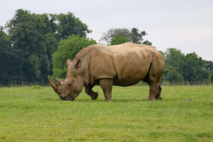 grande, conservação, perigoso, em perigo, chifre, chifres, mamífero, reserva, rinoceronte, rinoceronte, safari, forte, animais selvagens, HD papel de parede