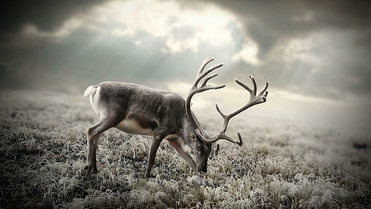Deer on the field, reindeer buck, animals, 1920x1080, field, deer, HD wallpaper