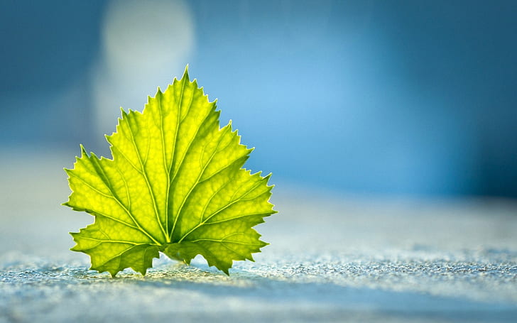 Uma folha verde, close-up chão, verde, folha, chão, HD papel de parede