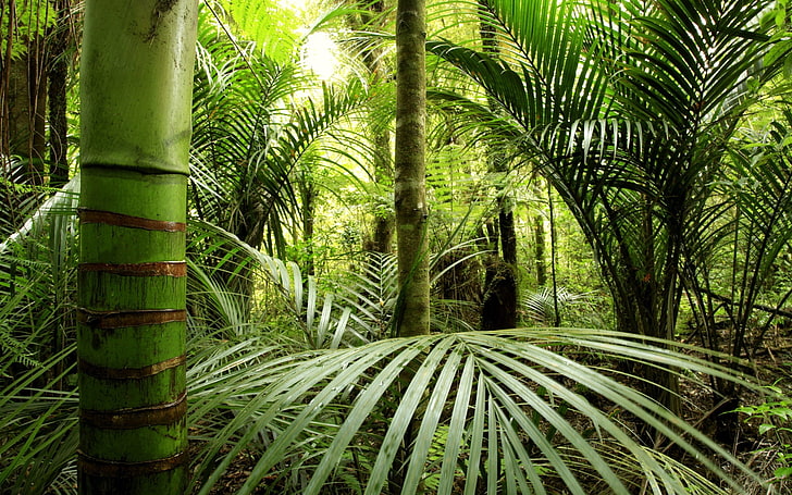 arbres verts, jungle, bambou, verts, feuilles, Fond d'écran HD