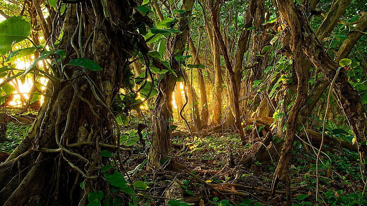 vegetation, forest, rainforest, tree, jungle, woodland, sunlight, wildlife, HD wallpaper