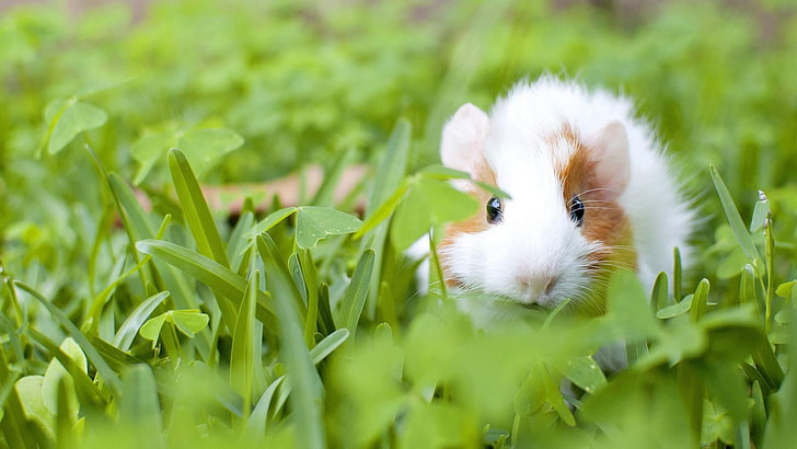 clover, grass, guinea pig, rodent, HD wallpaper