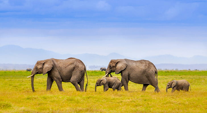 Elephants, family, landscape, mountains, family, elephants, africa, HD wallpaper