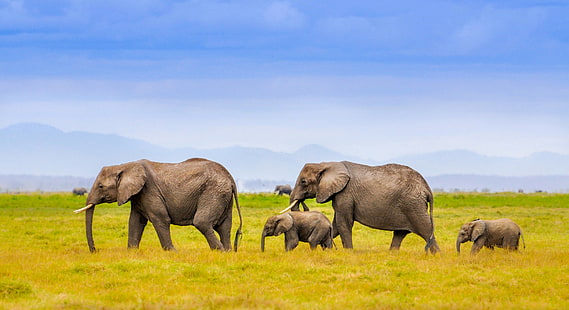 Elephants, family, landscape, mountains, family, elephants, africa, HD wallpaper HD wallpaper
