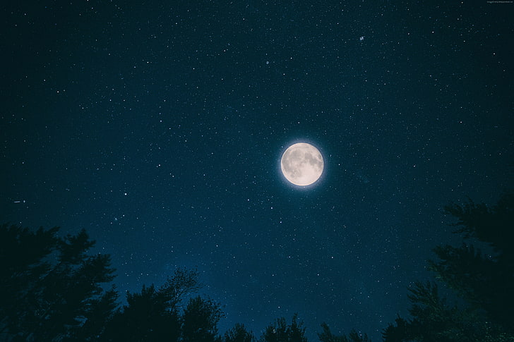 bintang, bulan, hutan, 4K, malam, langit, Wallpaper HD