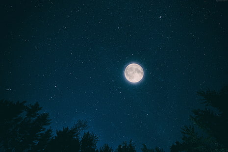 estrelas, lua, floresta, 4K, noite, céu, HD papel de parede HD wallpaper