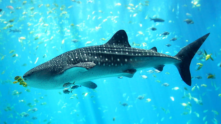 Balina Köpekbalığı Masaüstü Duvar Kağıdı Arka Plan Bedava Indir, HD masaüstü duvar kağıdı