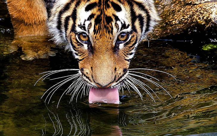 Tiger Tongue Water HD, animals, water, tiger, tongue, HD wallpaper