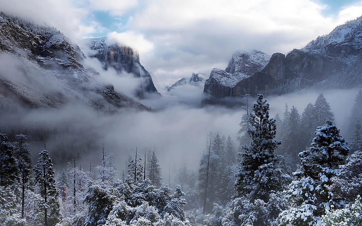 Yosemite National Park, USA, California, trees, mountains, winter, snow, fog, grasycale photo of forest, Yosemite, National, Park, USA, California, Trees, Mountains, Winter, Snow, Fog, HD wallpaper