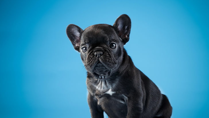 anjing, imut, doggie, anak anjing hitam, bulldog Perancis, anak anjing, kumis, Wallpaper HD
