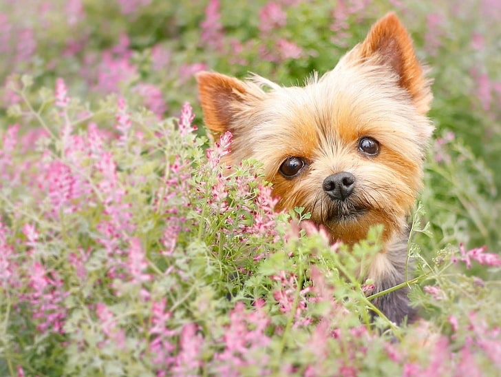 yetişkin kahverengi Yorkshire terrier, yorkshire terrier, namlu, köpek yavrusu, çiçekler, HD masaüstü duvar kağıdı