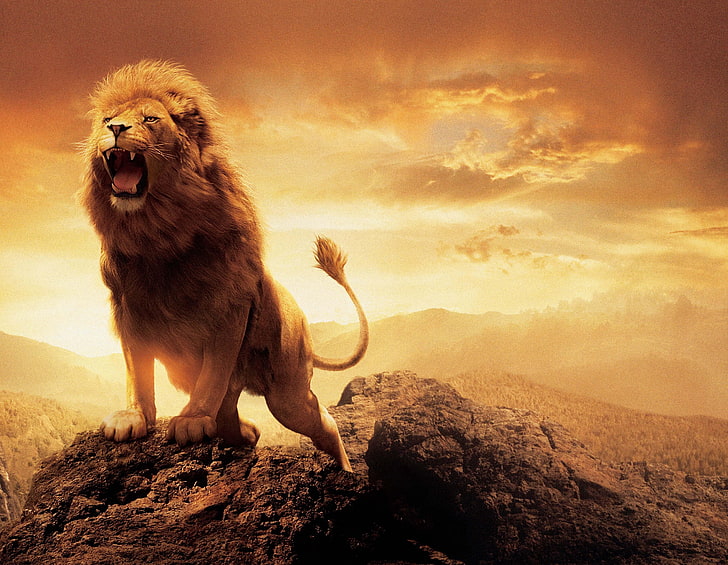 singa dewasa, singa, karya seni, langit, hewan, Wallpaper HD