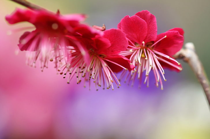 bunga sakura merah, cabang, prem, musim semi, bunga, berbunga, merah muda, pohon, Wallpaper HD