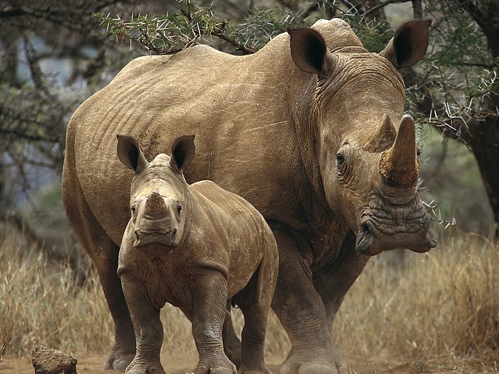 два кафяви носорога, трева, дървета, носорози, двойка, разходка, гора, HD тапет