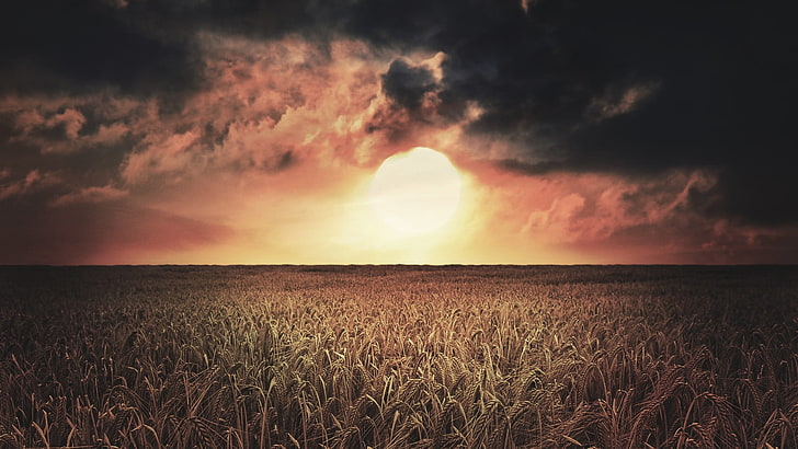 erba di grano, grano, paesaggio, cielo, sole, nuvole, campo, Sfondo HD