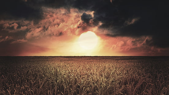 житна трева, жито, пейзаж, небе, слънце, облаци, поле, HD тапет HD wallpaper