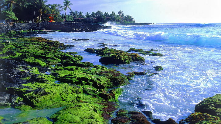 Kona Coast Big Isl Hawaii, house, palms, moss, coast, nature and landscapes, HD wallpaper