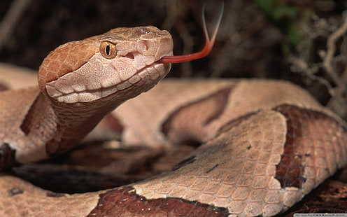 Schlange, Reptilien, Vipern, Tiere, HD-Hintergrundbild HD wallpaper