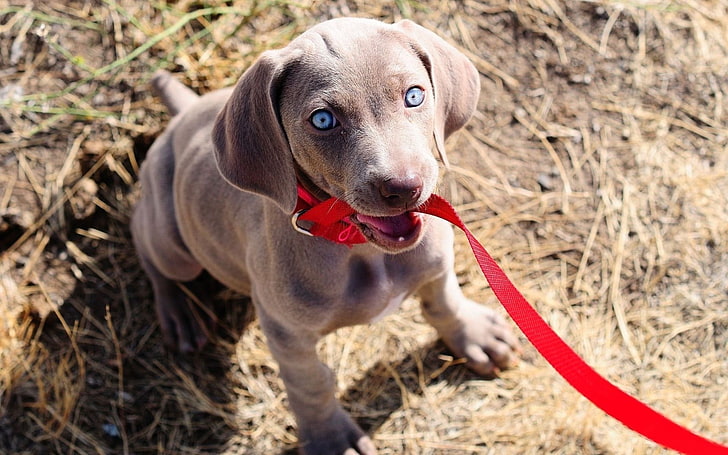 short-coated brown dog, dog, muzzle, leash, sit, collar, HD wallpaper