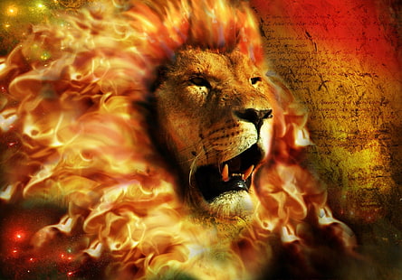imagem da fotografia do leão, HD papel de parede HD wallpaper