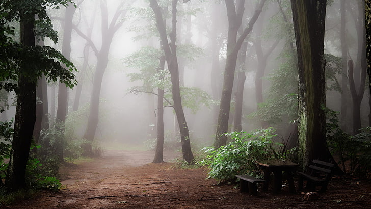 zmierzch, mgła, ścieżka, las, Tapety HD