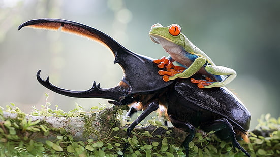 Tiere, Frosch, Insekt, Natur, Rotaugenlaubfrösche, Amphibien, Käfer, HD-Hintergrundbild HD wallpaper