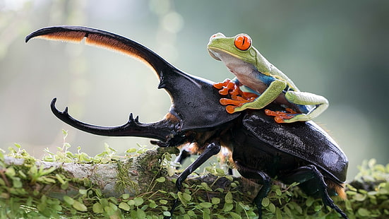 beetles, Red-Eyed Tree Frogs, insect, animals, frog, nature, amphibian, HD wallpaper HD wallpaper